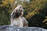 SHIH TZU 171